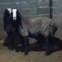 فروش چهار رس قوچ اصیل|حیوانات مزرعه|قیدار, |دیوار