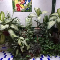 گل دیفن|گل و گیاه طبیعی|خرمآباد, |دیوار