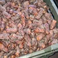فروش توافق خرمای پیارم  تازه چین