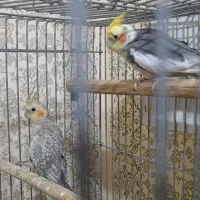 عروس هلندی|پرنده|گلبهار, شهر جدید گلبهار|دیوار