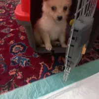 سگ بازیگوش باشناسنامه واکس ها تکمیل