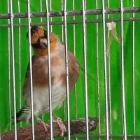 سهره نر بخون