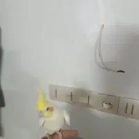 عروس هلندی|پرنده|مشهد, نوید|دیوار