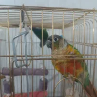 طوطی گرینچیک رد بلو مولد