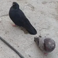 کبوتر سیاه و سبز بلند و کمیاب