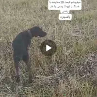 سگ شکاری وارداتی ماده