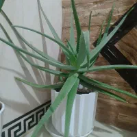 تعدادی‌گل‌‌سالم‌وسرحال