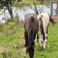 ویلای دو درخت|اجارهٔ کوتاهمدت ویلا و باغ|رشت, پسیخان|دیوار