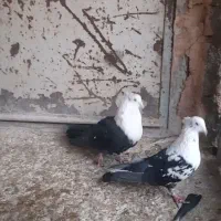 کلاغ اصلی|پرنده|نیشابور, دهنو|دیوار