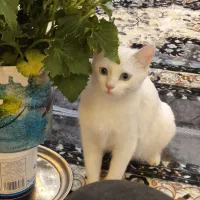 گربه سفید نژاد ترکیش