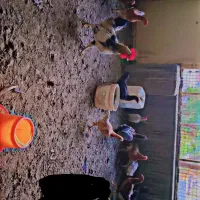 تعدادی مرغ محلی