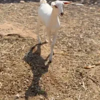 صلال و برشن