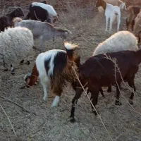 معاوضه‌بز‌بامیش‌30عدد‌همگی‌جوان‌وابستن