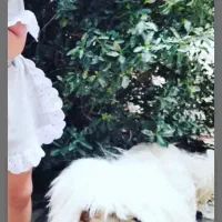 سگ شیتزو نژاد اصل