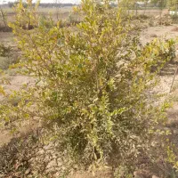 باغچه ۴۰۰ متری|فروش زمین و ملک کلنگی|باقرشهر, |دیوار