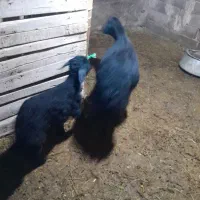 ۳ارس گوسفند جوان