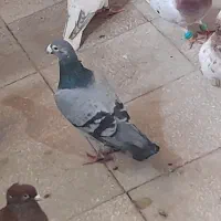 کفتر هفت رنگ و ..