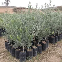 وقت محدود، نهال زیتون اصل با شرایط استثنایی|گل و گیاه طبیعی|اقلید, |دیوار