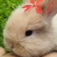لوپ قهوه‌ای مناسب