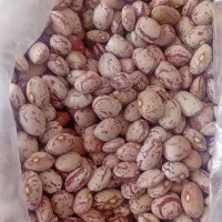 لوبیا چیتی