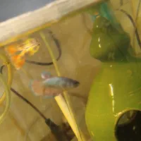 ماهی|ماهی|علی‌آباد کتول, |دیوار