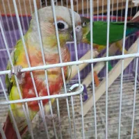 گرینچیک جفت و تک