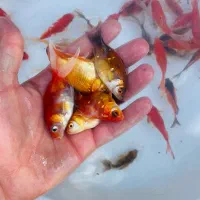 فروش ماهی قرمز،بچه ماهی و ...