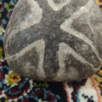 انواع فسیل های زیبا