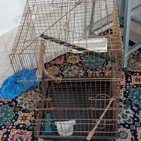 قفس|لوازم جانبی حیوانات|پاکدشت, پاکدشت (مامازند)|دیوار