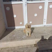 واگذاری سگ شیتزو