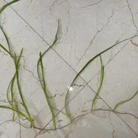 گیاه آکواریومی|ماهی|اراک, |دیوار