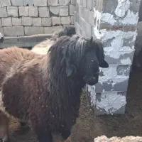 گوسفند قوچ بره کوهه|حیوانات مزرعه|کامفیروز, |دیوار