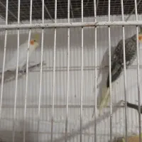 عروس معاوضه با کوتوله قناری|پرنده|مشهد, همت آباد|دیوار