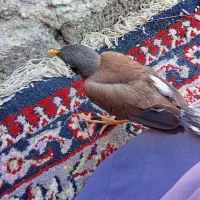 مرغ مینا