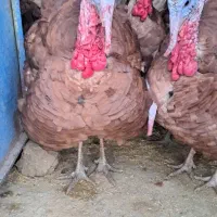 بوقلمون بوربون (قه لی سور)|حیوانات مزرعه|مریوان, |دیوار