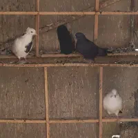 کبوتر