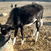 مبلغ ۱۱۰۰۰۰۰۰۰مراوه تپه گوگدره|حیوانات مزرعه|مراوه, |دیوار