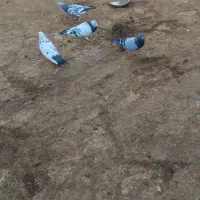 کبوتر پرشی زوردار|پرنده|گوآور, |دیوار