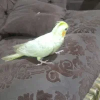 عروس هلندی لوتینو|پرنده|زهک, |دیوار