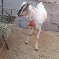 دوتا کهره سومالی|حیوانات مزرعه|مهر, |دیوار