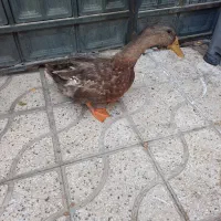 اردک نر|حیوانات مزرعه|شیراز, زرگری|دیوار