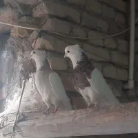 طوقی|پرنده|خمینی‌شهر, |دیوار