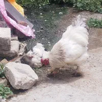 مرغ و خروس برهما