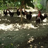 خروس سیاه جوان