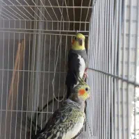 دو جفت عروس مولد قیمت استسنائی