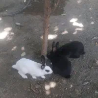 خرگوش