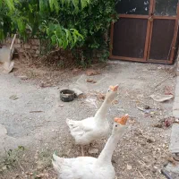 قوغاز
