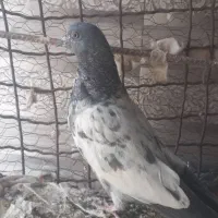 کبوتر پرشی|پرنده|ایرانشهر, |دیوار