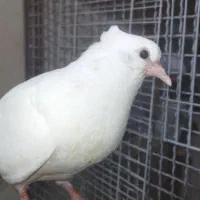 کبوتر سفید اراکی اصیل|پرنده|شیراز, عادل آباد|دیوار