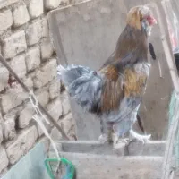 خروس کاکلی
